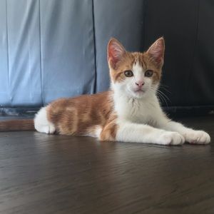 Meet your Posher, Drew